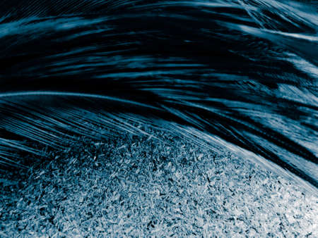 Beautiful abstract blue feathers on dark background and black feather ...