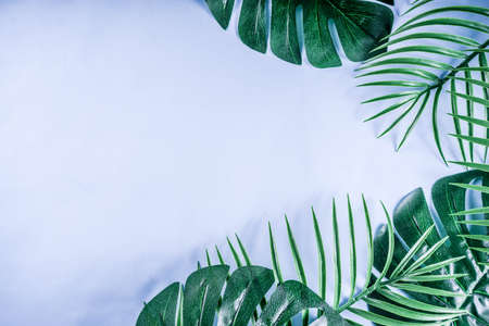 Tropical background. Palm and monstera leaves on yellow blue background ...