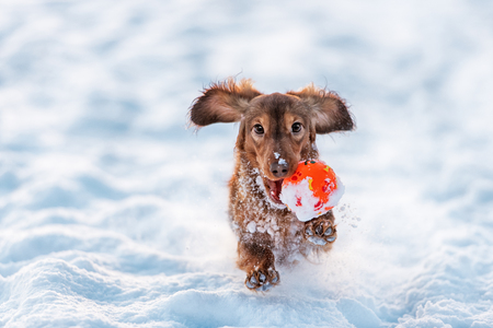 Longhaired Dachshund dog red color runs with the ball in his mouth with the snow