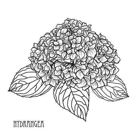 Decorative Hydrangea Flowers Design Elements Can Be Used For