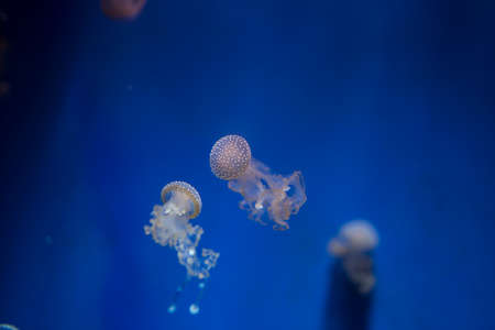 Closeup of jellyfish with blue swimming background 2JPG - Stock Image ...