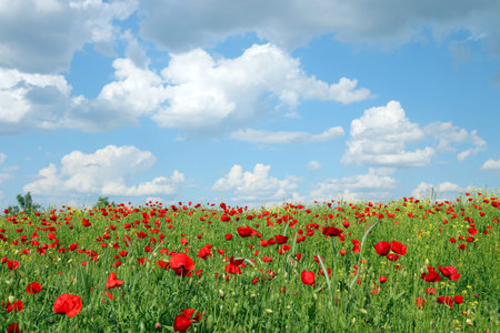 blue sky with clouds over poppies flower field landscape spring season ...