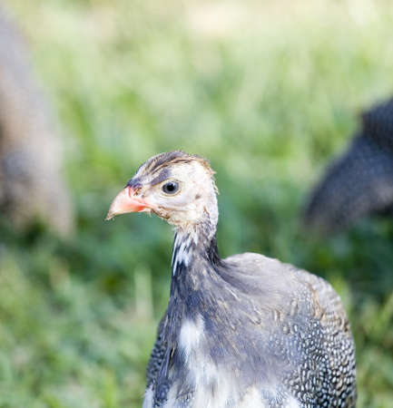 profile photo of a bird called a guinea that is young profile photo of a bird called a guinea that is young