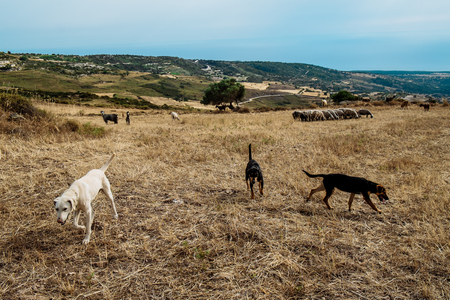 Picture of Lefka, Cyprus - April, 2018: Shepherd with his dog, grazing sheep and ...