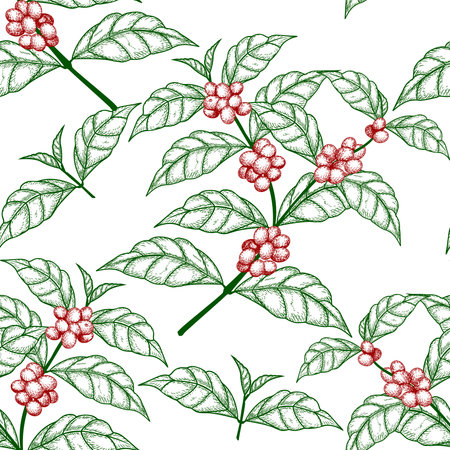seamless pattern sketch coffee tree branch with berries on a white ...