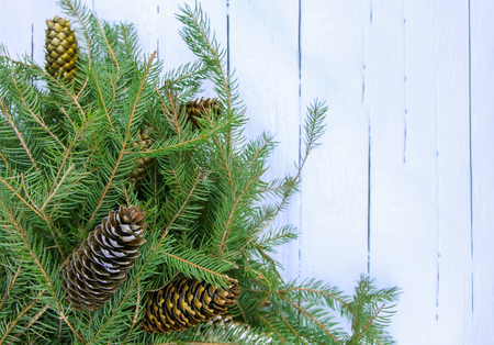 Christmas composition with fir tree branches and cones on white aged ...