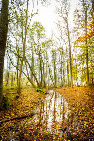 Beautiful and tranquil misty autumn forest scene with water reflection ...