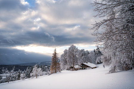 Beautiful winter landscape with snow covered trees in fog. Harsh winter ...