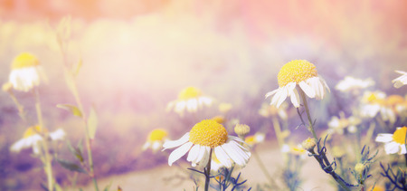Daisy Vintage Tumblr Background