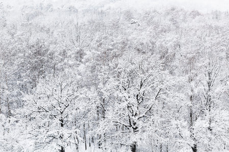 above view of snow oak grove in woods of Timiryazevskiy park in Moscow ...