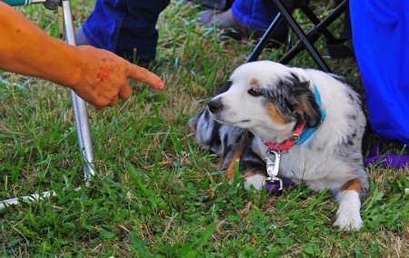 Quiet dog Images - Search Images on Everypixel