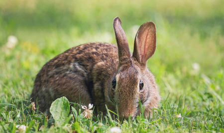 Eastern Cottontail rabbit Sylvilagus floridanus sitting in vegetation ...
