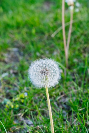 Dandelion flower on green grass background. Dandelion flower on green grass background.の写真素材