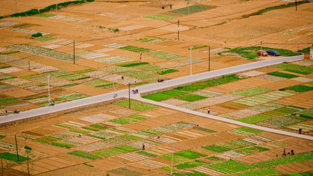 Aerial view of agricultural field in the countryside of Thailand. Agricultural landscape.の写真素材