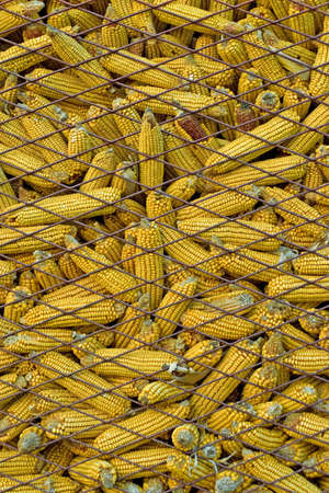 Dry corn in cage storageの写真素材