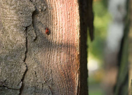 Little red bug on tree trunkの写真素材