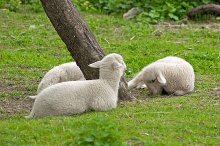 Lambs lying in grass
