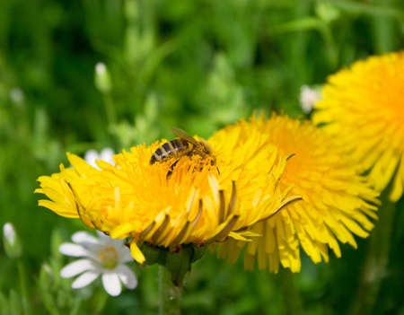 Bee on dandelion