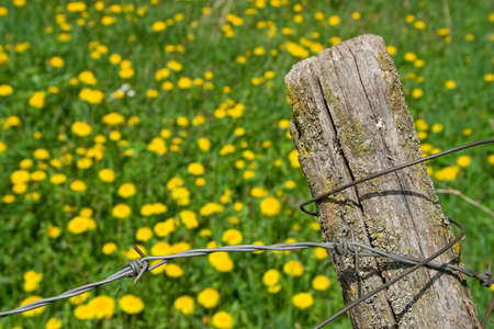 Barbed wire fence closeup and dandelion field in backgroundの写真素材