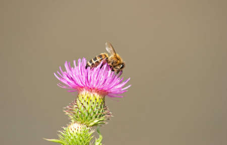 Bee sucking sweet nectar from burdock flowerの写真素材