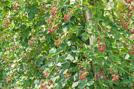 Blackberry plant