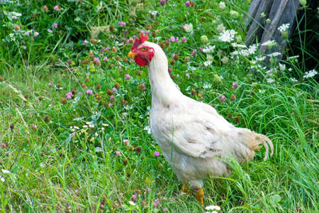 White domestic chickenの写真素材