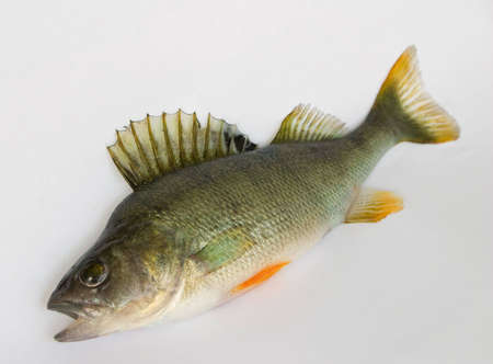 Freshwater fish (Perca fluviatillis)の写真素材