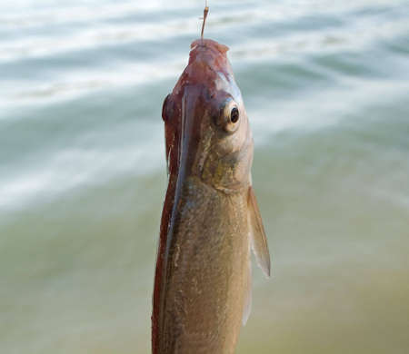 Freshwater fish (Abramis brama)の写真素材