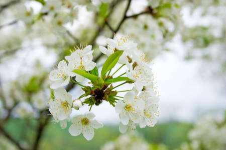 Apple blossoms