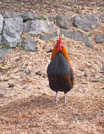 Rooster