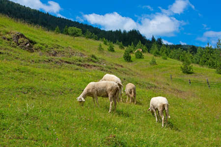 Sheepの写真素材