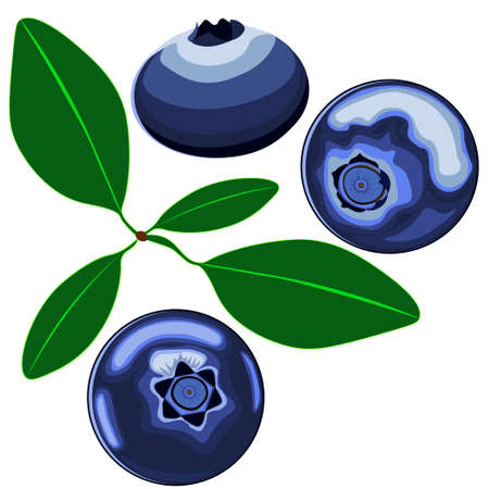 Vector, clipart. Blueberries on white background.のイラスト素材