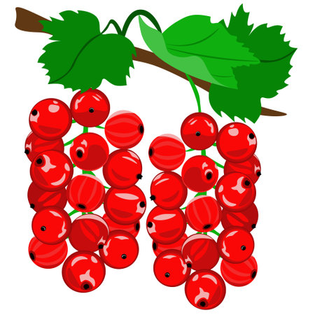 Red currants on a white background. Vector, clipart.のイラスト素材