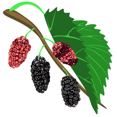 Mulberry isolated on white background. Vector, clipart. Art & Illustration.のイラスト素材