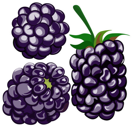 Blackberries isolated on white background. Vector, clipart. Art & Illustration.のイラスト素材