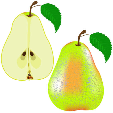 Pear isolated on white background. Clipart, vector.のイラスト素材