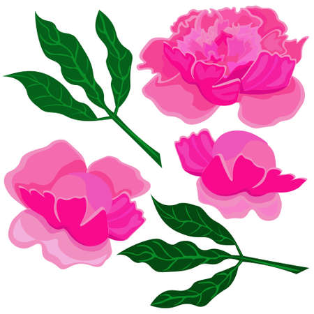 Set of pink peonies and green leaves isolated on white background. Clipart, vector.のイラスト素材