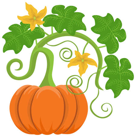 Pumpkin in bloom, vector. Object isolated on white background.のイラスト素材