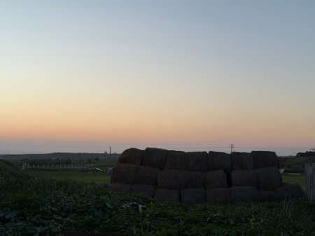Bales of Hay at Sunset in Rural Landscape. Food for herbivores.
