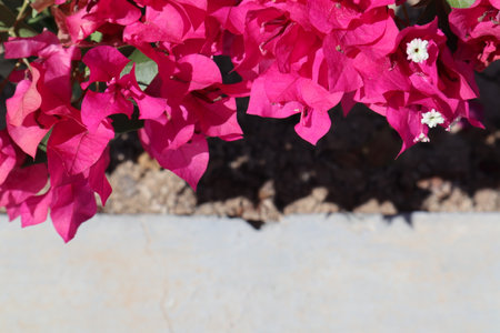 Blooming bougainvillea bush, floral background. A popular ornamental plant named after explorer...