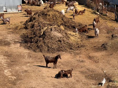 Herd of goats and sheep in farmyard setting. Breeding of farm animals.の写真素材