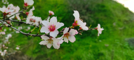 Blooming almond tree flowers in spring. Spring in the Mediterranean, flowering plants and trees.