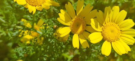 Yellow Daisy, decorates the landscapes of many countries with its bright yellow colors. The plant flourishes in various habitats, including mountainous areas.の写真素材