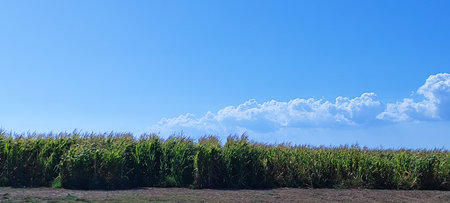 Cornfield Under a Blue Sky with Clouds.の写真素材