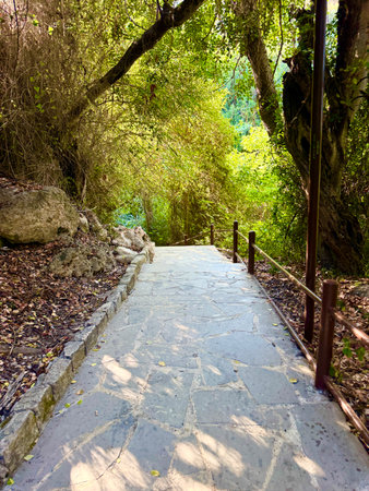 Concrete pathway through lush greenery outdoors. A walking path paved with stones.