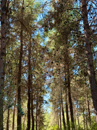 Walking path in public park, eucalyptus, fir, spruce, deciduous trees. Concrete pathway in park...