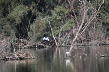 White herons fly over the water. A pond with waterfowl in the middle of a public park.
