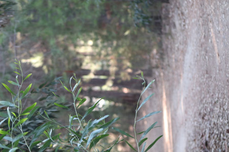 Walking path in public park, eucalyptus, fir, spruce, deciduous trees. Pathway in park leading to road. Dirt path through a forest of trees.の写真素材