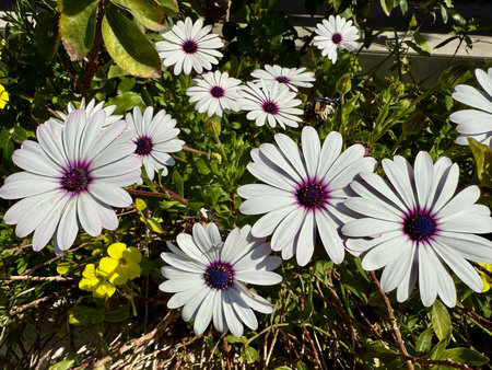 A close-up shot of an African daisy, Osteospermum, growing in a garden. The flowers bloom in spring.