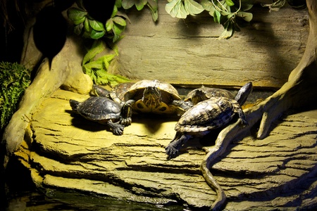 Tortoisesの写真素材